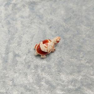 Item 405TF Turtle Fire Opal Mexico