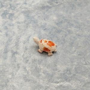 Item 405TF Turtle Fire Opal Mexico